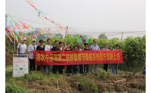 桑椹滿枝頭，采摘正當時- 神農(nóng)中醫(yī)館鮮桑椹合作基地采摘紀實